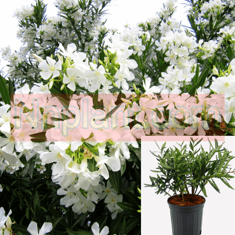 Nerium Oleander Sister Agnes Tree 5Gallon White Plant Nerium Oleander Sister Agnes 5Gallon Plant Oleander Gg7