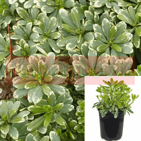 Pittosporum Cream De Mint 1Gallon Mock Orange Live Plant Gr7 Bushes Ground Cover Plant Ht7