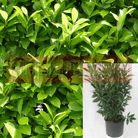 Prunus Laurocerasus 5Gallon Prunus Otto Luyken Cherry Laurel 5Gallon Cherry Bushes Not Cherry Fruit Tree Outdoor Live Pl