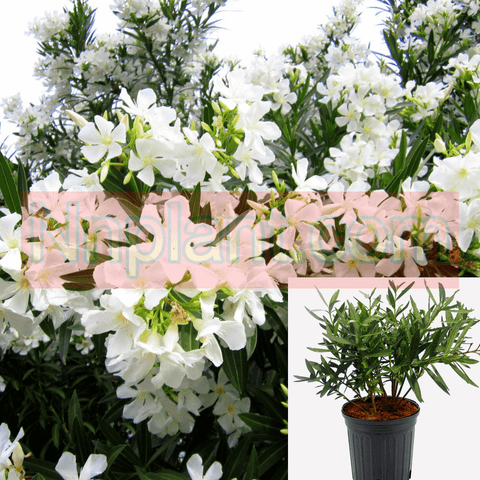 Nerium Oleander Bloodred Bush 5 Gallon Ole Sister Agnes White Plant Live Plant Gg7