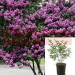 Lag Muskogee Multi Lavender 5 Gallon Crape Myrtle Plant Lager Fauriei Shrub Live Plant Fr7