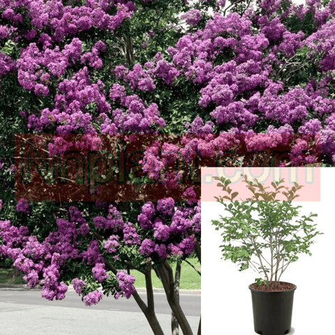 Lag Muskogee Multi Lavender 5 Gallon Crape Myrtle Plant Lager Fauriei Shrub Live Plant Fr7