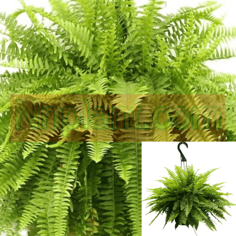 Fern Boston Nephrolepis Exaltata 1Gallon Plant Sword Fern Boston Fern Hanging Live Plant Ht7