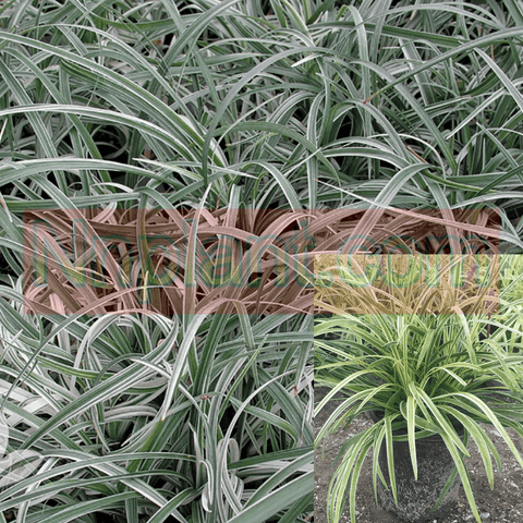 Grass Liriope Silver Dragon 1Gallon Creeping Lily Turf Creeping Outdoor Grass Live Plant Gg7