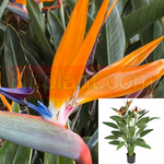 Strelitzia Reg Bird Of Parad 1Gallon Plant Flower 2 2.5Ft Bird Of Paradise Perennia Live Plant Outdoor Plant Flower Gr7