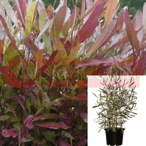 Dodonaea Vis Purpurea 5Gallon Plant Hop Bushes Plant Live Plant Outdoor Plant Shrubs Gr7Ho7