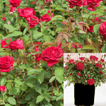 Rosa Easy Elegance Paint The Town 2Gallon Easy Elegance Paint Town Rose Red Rose Plant Shrub Outdoor Live Rose Plant Ho7