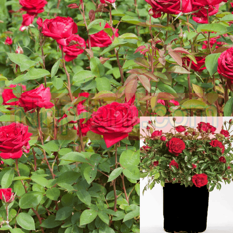 Rosa Easy Elegance Paint The Town 2Gallon Easy Elegance Paint Town Rose Red Rose Plant Shrub Outdoor Live Rose Plant Ho7