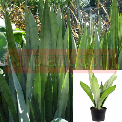 mother in law tongue plant air purifier Snake Plant Moonshine 4 inches pot Mother In Law Tongue Houses Air Purifying Live plant Pr7