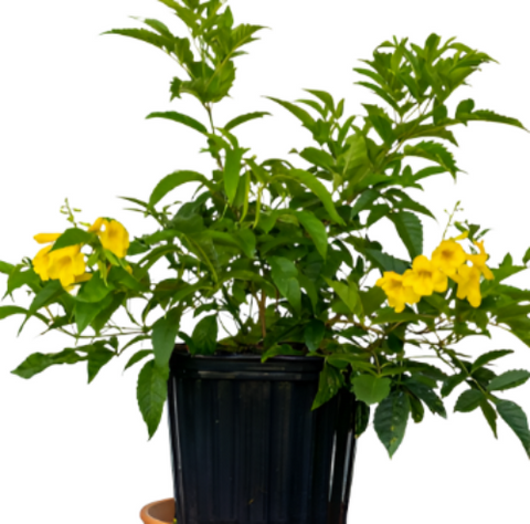 Tecoma Stans Plant Gold Star 5Gallon Trumpet Bush Plant Wide Leaf Yellow Bells Plant Perennial Outdoor Live Plant Ht7