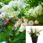 Syringa Alba Plant Syringa Var Alba 5Gallon Pot Common White Lilac Live Plant Outdoor Ho7