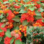 Lantana Radiation Plant Red Orange flower Lantana Camara Hybrids bushes Live Plant Ht7 5Gallon