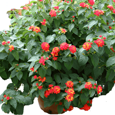 Lantana Radiation Plant Red Orange flower Lantana Camara Hybrids bushes Live Plant Ht7 5Gallon