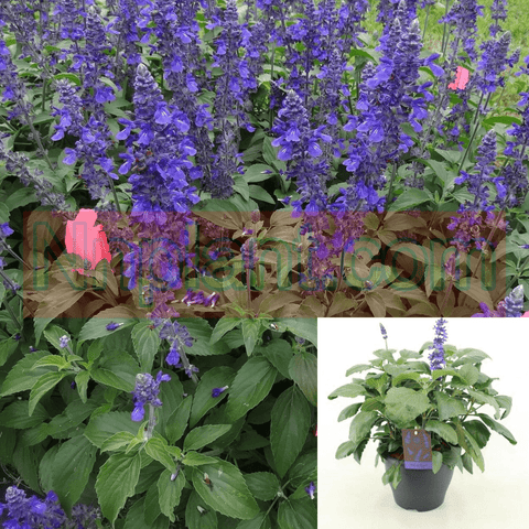 Salvia Mystic Spires Blue 1Gallon Blue Salvia Mystic Spires Blue Pot Salvia Longispicata Farinacea Live Plant Outdoor Ho