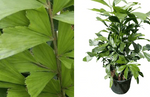 Fishtail Palm 5 Gallon Ht7 Plant Indoor House Air Purifying Tree Live Plant