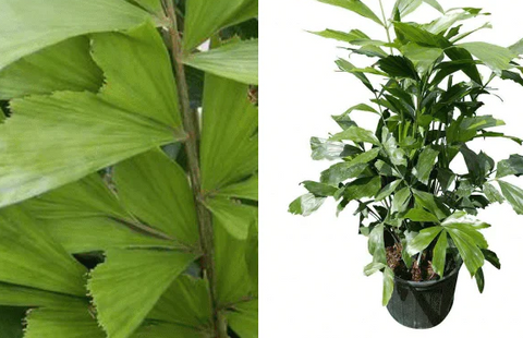 Fishtail Palm 5 Gallon Ht7 Plant Indoor House Air Purifying Tree Live Plant