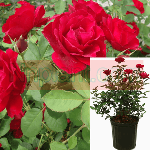 Rosa Meidiland Fire 5Gallon Shrub Roses Landscape Roses Groundcover Rose Live Rose Plant Ho7