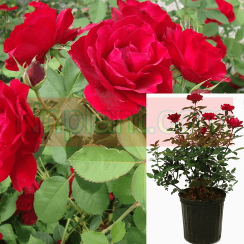 Rosa Red Meidiland 1Gallon Rose Rosaceaeshrub Rose Live Rose Fr7 Shrub Rose Rose Bush Rose Deciduous Shrub Red With Whit Live Plant