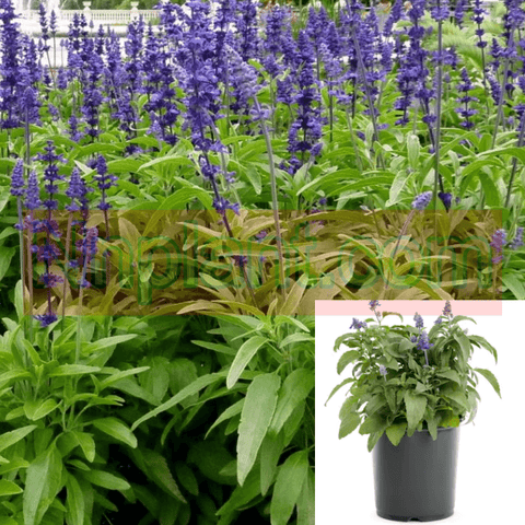 Salvia Long Far Mysty 1 Gallon Live Plant Outdoor Ho7