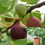 Ficus Black Mission Fig 5Gallon Organic Fruit Tree 5Gallon Ficus Carica Mission Franciscana Live Plant Gr7
