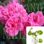 10 Cuttings Ivy Geranium Pink Pelargonium Peltatum House Plant Not Rooted