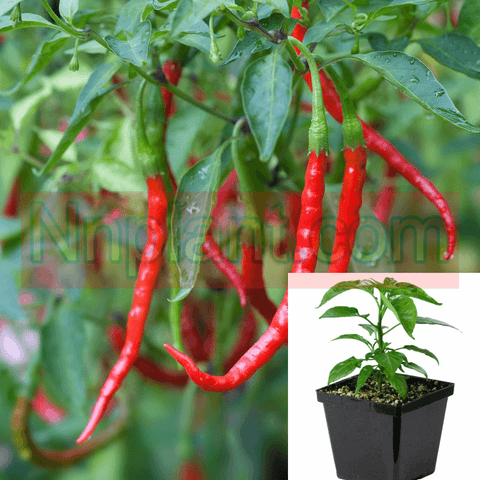 Pepper Chile De Arbol Hot Red Pepper Chilli Pepper Pack 4Inches Pot Live Ht7 Best