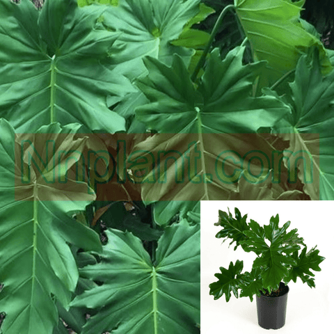 Philodendron Lacerum Plant 1 Gallon Toothed Philodendron Plant House Live Plant Ht7 Best