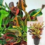 Croton Mammy Codiaeum Variegatum 6Inches Pot Plant Croton Garden Croton Puding Josephs Live Plant Ht7