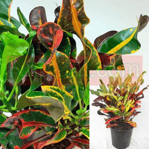 Croton Mammy Codiaeum Variegatum 6Inches Pot Plant Croton Garden Croton Puding Josephs Live Plant Ht7