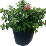 Escallonia Exoniensis Fradesi 5Gallon Escallonia Pink Princess Escal Plant Outdoor + Live Plant Gr7