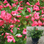 Escallonia Exoniensis Fradesi 5Gallon Escallonia Pink Princess Escal Plant Outdoor + Live Plant Gr7