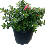 Escallonia Exon Fradesii 5Gallon Escallonia Pink Princess Escal Plant Outdoor + Live Plant Mr7