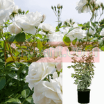 Rosa Iceberg Standard 5 Gallon Korbiniceberg Des Neiges Schnee White Live Plant Rose Plant Fr7