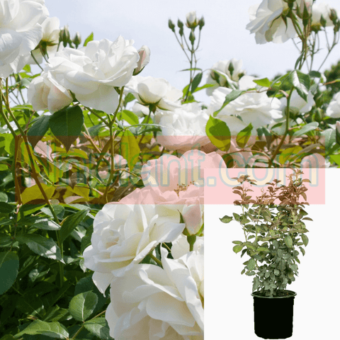 Rosa Iceberg Standard 5Gallon Rosa Korbiniceberg Des Neiges Schnee White Live Rose Plant Fr7