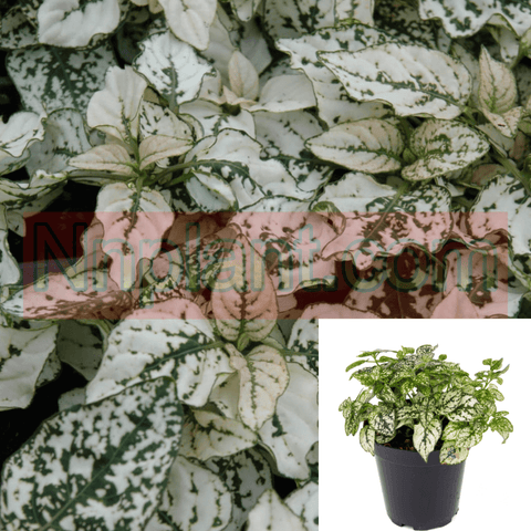Polka Dot Color Leaves Plant Indoor House Plant White Polka Hypoestes Phyllostachya 6Inches Pot Premium Rare Live Plant