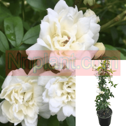 Rosa Banksiae Alba Plena Staked 5 Gallon Stalked Rose Pot Lady Banks White Ho7