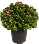 Escallonia Compacta 1Gallon Escallonia Plant Pot Escallonia Dwarf Plant Flower Red Outdoor Plant Mr7