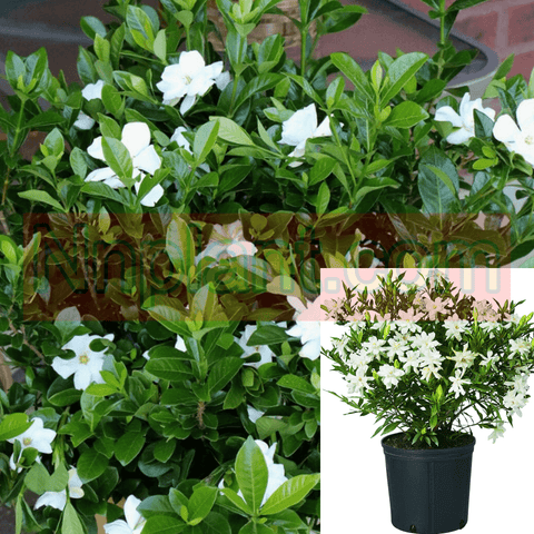 Gardenia Radicans Plant Dwarf Gardenia White 5Gallon Creeping Gardenia Miniature Live Plant Fr7