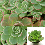 Aeonium Decorum Agavaceae Succulent Drought Tolerant 4Inches Pot Houseplant Succulent Drought Tolerant Live Plant Ht7 Best