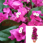 Boug Barbara Karst Shrub 5Gallon Karst Pink Bougain Barbara Karst Shrub 5Gallon Pot Barbara Karst Bougainvillea Live Plant Outdoor Fr7