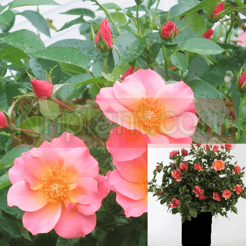 Rosa Easy Elegance All The Rage 2Gallon Pot Rosa Bairage Rose Plant Shrub Outdoor Live Rose Plant Ho7