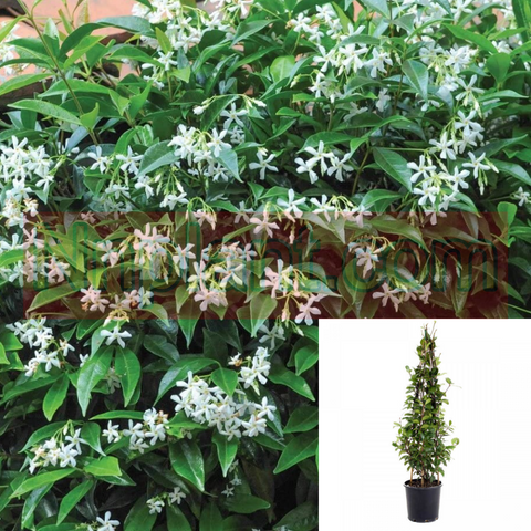 Trachelospermum Jasminoides Plant Vine White Fume Flower Plant 2G5G 5Gallon Plant Espalier Flower Jasmine Southern Ht7