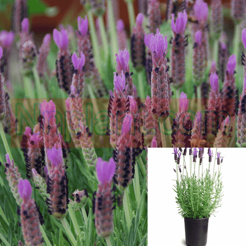 5 gallon lavender plant Lavandula Inter Grosso 5Gallon French Lavender Purple Her Bal Plant – NNplant