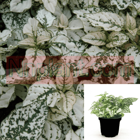 Polka White Polka Plant Hypoestes Phyllostachya 1Gallon Pot Premium Rare Live Plant Ht7 Best