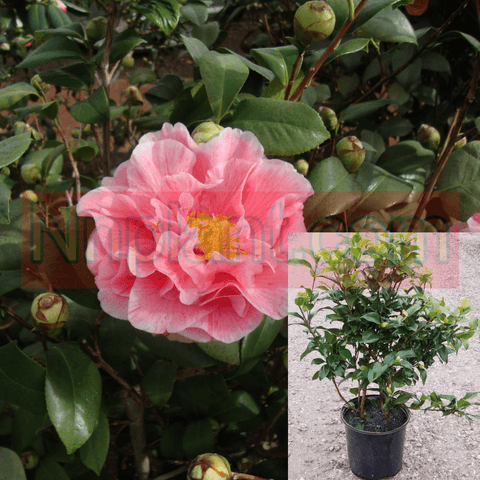 Camellia Carter Sunburst 5Gallon Candy Pink Plant Camellia Japonica Carters Sunburst Pink Outdoor Live Plant Fr7