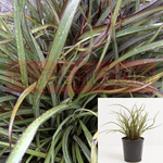 Phormium Tom Thumb Plant Dwarf Flax Plant Tom Thumb New Zealand Flax 5Gallon Live Plant Fr7