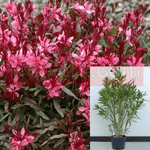 Nerium Oleander Single Pink 5Gallon Nerium Oleander Petite Pink Nerium Oleander Pink Dwarf Gr7 Live Plant
