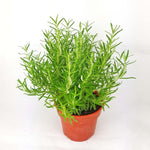 Rosemary Barbeque Plant Salvia Rosmarinus Barbecue Plant Her 4Inches Outdoor Live Plant Ht7