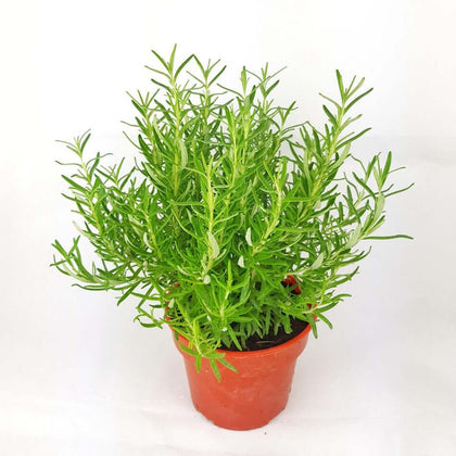 Rosemary Barbeque Plant Salvia Rosmarinus Barbecue Plant Her 4Inches Outdoor Live Plant Ht7 Best