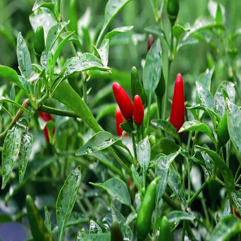 Hot Pepper Garden Bird SeedPackset